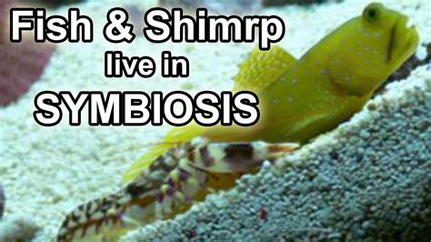 Watchman Goby & Tiger Pistol Shrimp Symbiosis - YouTube