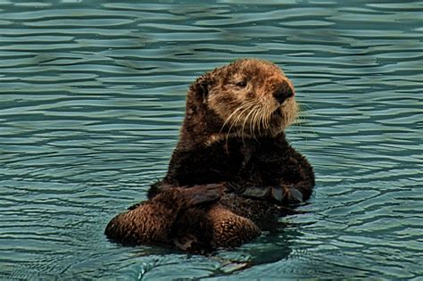 File:Sea Otter.jpg - Wikipedia