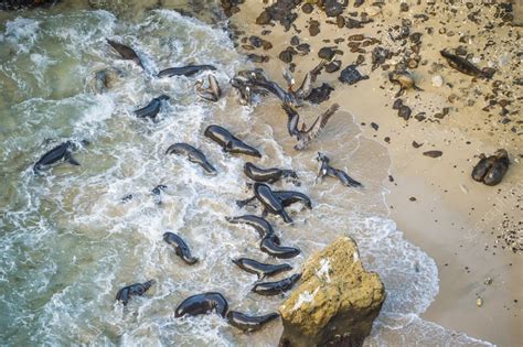 Galapagos sea lion hunting - Stock Image - C057/9580 - Science Photo ...