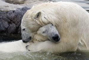 Polar Bear Hug - Spiritual Growth, How To Be Happy - Seth David ...