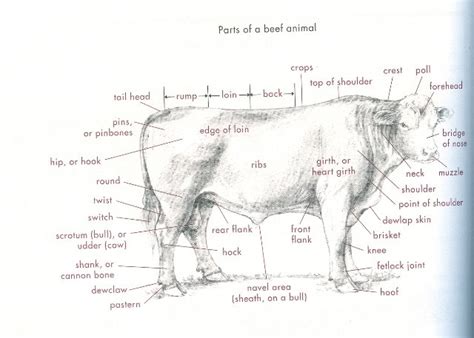 Anatomy of cattle! | BackYardHerds - Goats, Horses, Sheep, Pigs & more