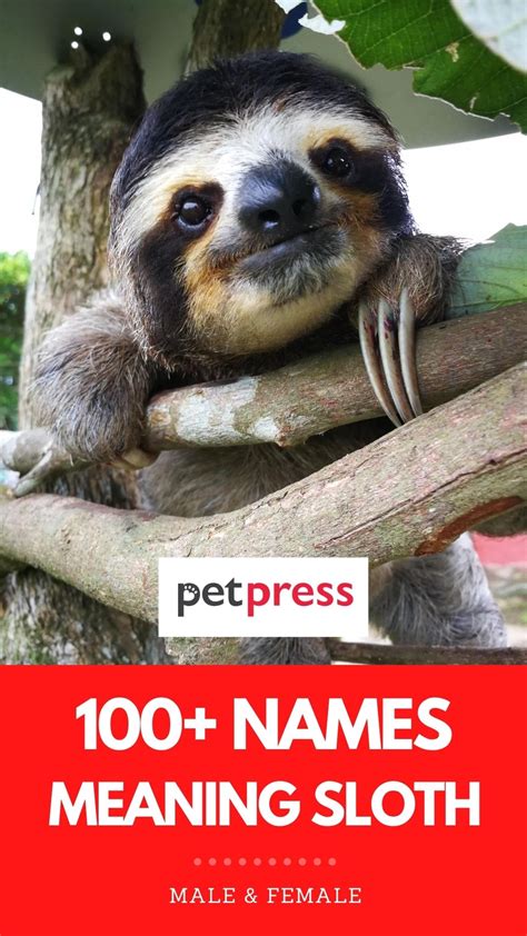 100+ Names Meaning 'Sloth': The Best Names for Your Pet Sloth