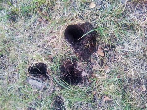 How To Seal a Skunk Hole | Outdoor Pests