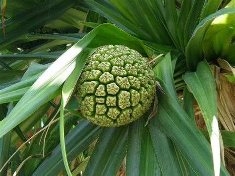 Hawaii Hala Fruit | Hala Tree Fruit The Hala Tree is a very … | Flickr