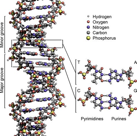 File:DNA Structure+Key+Labelled.pn NoBB.png - Wikipedia