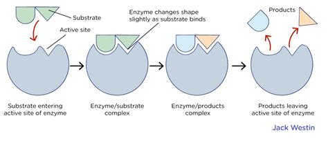 Active Site Model - Enzyme Structure And Function - MCAT Content