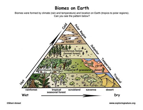 Biome Examples