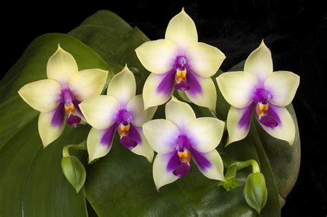 Phalaenopsis (The Moth Orchid) | The Canadian Orchid Congress