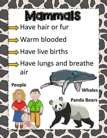 Animal Poster for Mammals Worksheets