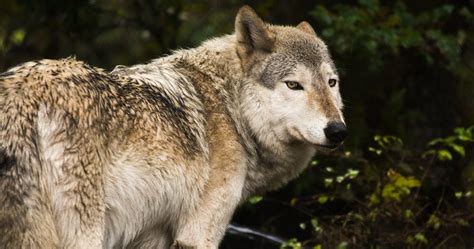 RANCHES WITH WOLVES. Ranchers and conservationists learn how… | by The ...