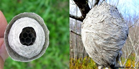 Bee Nest vs Wasp Nest: Which One Is it? - Carolina Honeybees