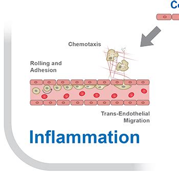 The Endothelial Cell