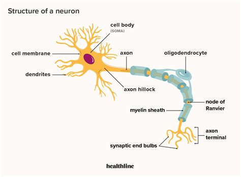 Draw A Neuron And Label Its Parts : Q10 A Draw The Structure Of Neuron ...