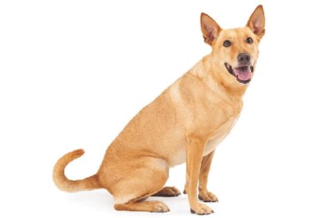 Carolina Dog Lab Mix: Facts, Care, Cost, Temperament - Pet Spruce