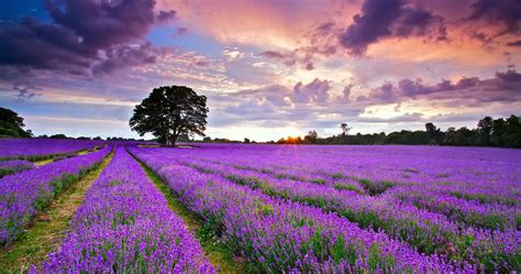 Lavender Field HD Wallpapers - Wallpaper Cave