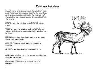 Rainbow Reindeer: Animal Adaptations by Megan Hart | TpT