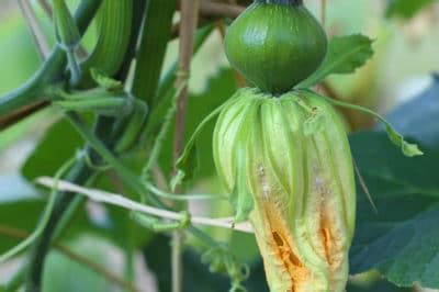 20+ Pumpkin Plant Life Cycle - MeronMelrick