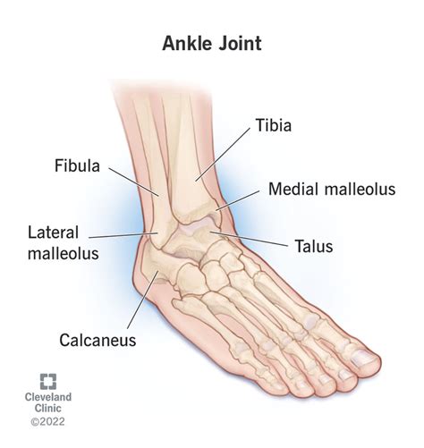 Ankle: Anatomy & How It Works