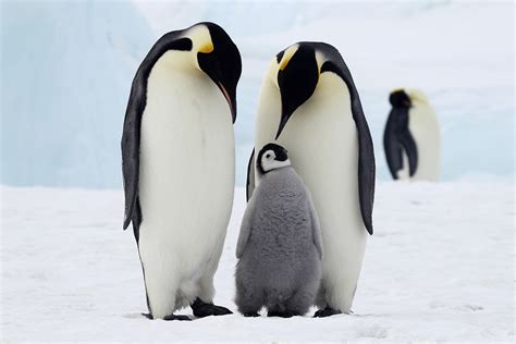 Facts about emperor penguins