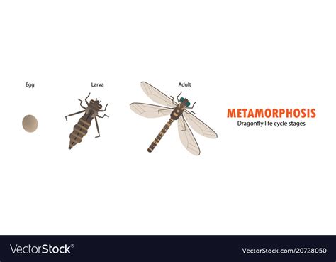 Dragonfly life cycle metamorphosis Royalty Free Vector Image