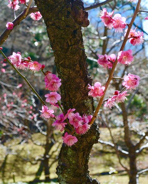 Plum Blossoms in Japan: 5 Best Spots