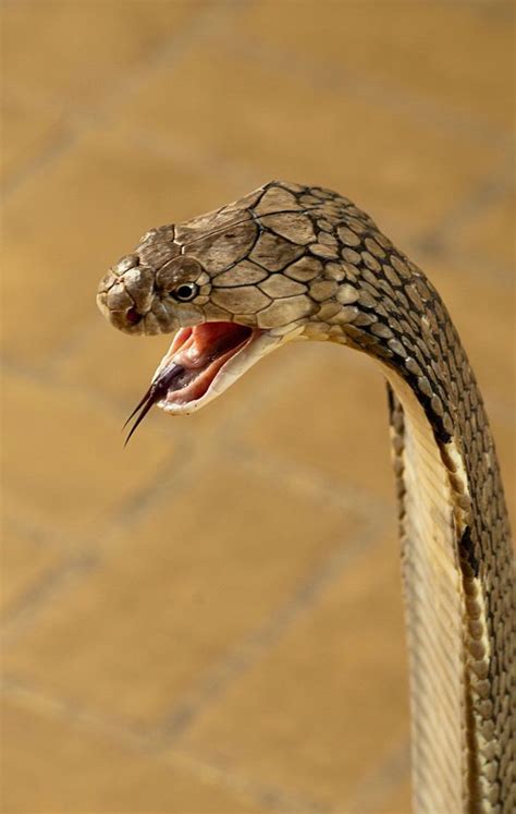 King Cobra Snake Venom For Sale | Buy Ophiophagus Hannah Online