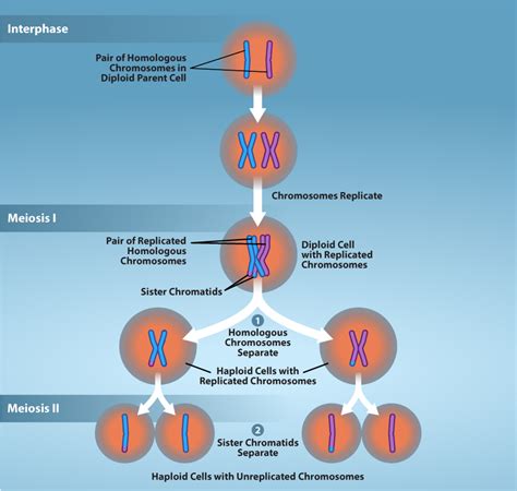 11.1 The Process of Meiosis – Biology 2e for Biol 111 and Biol 112