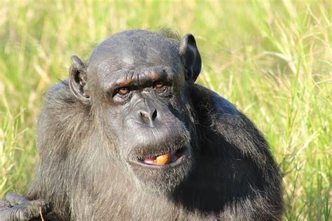 He is the oldest Chimp in the world at the moment. Grandpa and wise ...