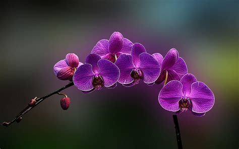 Orchid Wallpapers - Wallpaper Cave