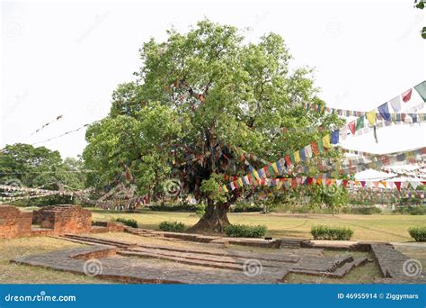 Bodhi Tree In Lumbini Stock Photo - Image: 46955914