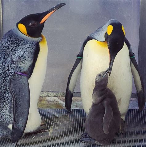 King penguin chick hatches at Detroit Zoo after traveling 300 miles ...