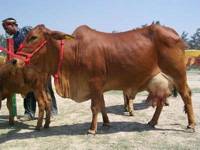 SAHIWAL COW - SAHIWAL COW Exporter, Supplier, Trading Company, Rohtak ...