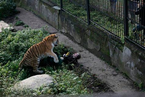 Terrifying tiger attack: Horror pics show big cat mauling zookeeper ...