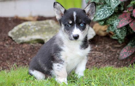 Husky Corgi Mix | PETSIDI