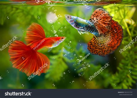 Top 10 Colorful Fish To Brighten Up Your Next Freshwater, 47% OFF