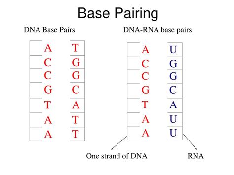 PPT - The cellular and molecular basis of inheritance PowerPoint ...