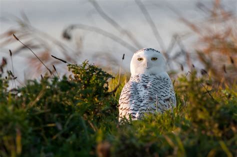 Snowy Owl | Audubon Field Guide