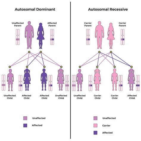 Autosomal DNA Testing: What Is It And How It Works?