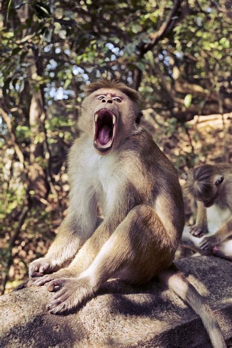 Toque Macaque Monkey with Sharp Teeth Stock Photo - Image of primate ...