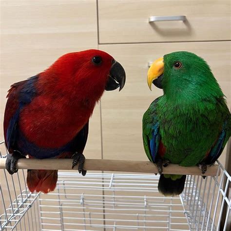 Breeding Pair Eclectus Parrots for Sale - Parrot For Sale