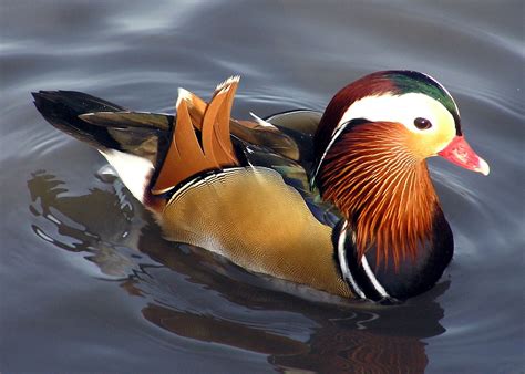 Canards