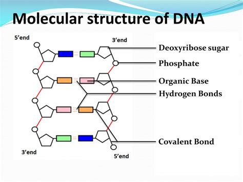 PPT - DNA Structure PowerPoint Presentation, free download - ID:2118226