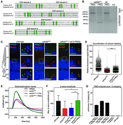 Morpholino antisense oligonucleotides (AONs) mediate ush2a exon 13 ...