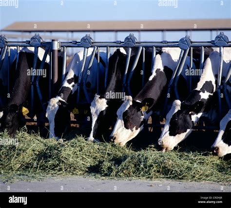 DAIRY COWS EATING ALFALFA HAY / CALIFORNIA Stock Photo - Alamy