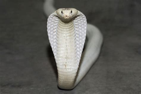 Meet Adhira, San Diego Zoo's Rare White Cobra Picture | Amazing animals ...