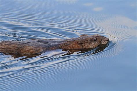 Swimming River Otter Photograph by Dan Sproul