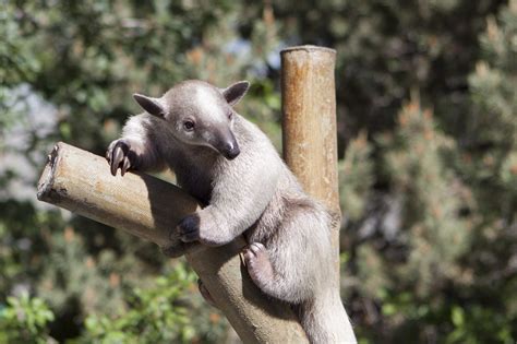 Southern Tamandua - Denver Zoo