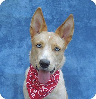 Charlotte, NC - Husky. Meet Maxi a Pet for Adoption.