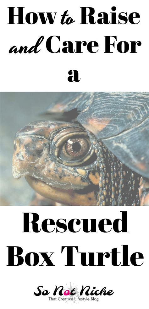 Basic box turtle care guide. How to care for a rescued box turtle (land ...