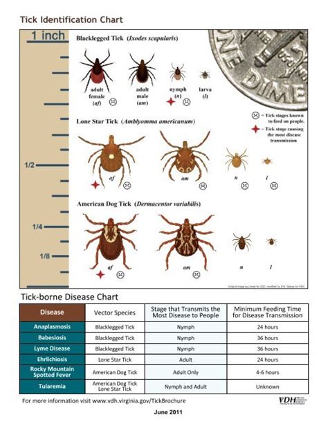 Tick Identification Chart - Loudoun County